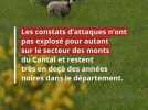 Société - Un couple de loups confirmé dans le Cantal après les premières images capturées à l'automne 2024
