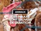 Ces poules sont sauvées de l'abattoir