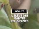 Insolite : Daniel élève des mantes religieuses