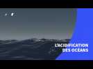 Réchauffement climatique : l'acidification des océans, comment ça marche ?