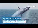 Approcher des baleines en Méditerranée, c'est possible, mais pas n'importe comment