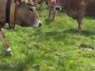 La transhumance au col de Bonnecombe