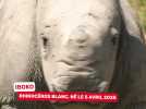 Iboko, rhinocéros blanc né à la réserve de Sigean