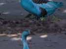 Un accident colore un lac en bleu au Brésil, menaçant la faune et la flore locale