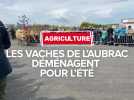 La transhumance au col de Bonnecombe est lancée