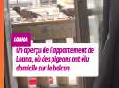 Un aperçu de l'appartement de Loana, où des pigeons ont élu domicile sur le balcon