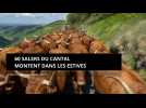 60 Salers du Cantal montent dans les estives : 34 km de transhumance