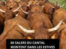 60 Salers du Cantal montent dans les estives : 34 km de transhumance