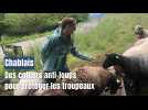 Des colliers anti-loups pour protéger les troupeaux