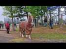 VIDÉO. A Vire, le débardage à cheval se présente au public : on vous explique ce que c'est