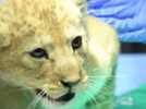 Loisirs - On a assisté au premier examen médical des deux jeunes lions d'Afrique nés au Parc animalier d'Auvergne