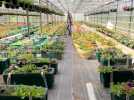 Aux Serres Buissart, on produit des fleurs et légumes du potager