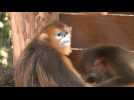BEAUVAL / Le public découvre les singes dorés