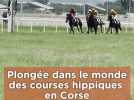 Plongée dans le monde des courses hippiques en Corse