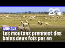 Même les moutons prennent des bains
