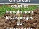 Un circuit court et humain pour les asperges du Soissonnais