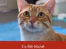 #adopteunanimal - Simba, jeune chat de deux ans est à adopter à l'APA du Puy-de-Dôme