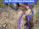Vestige d'un volcan : un arbre vieux de 25 millions d'années découvert près de Biot