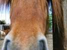 Le poney-club de Bois-Guilbert fête ses 60 ans