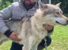 Les conseils d'un éleveur avant d'adopter un chien-loup