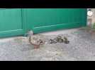 VIDÉO. « C'est, trop chou ! », une maman canard et ses canetons émeuvent ce quartier de Saint-Malo