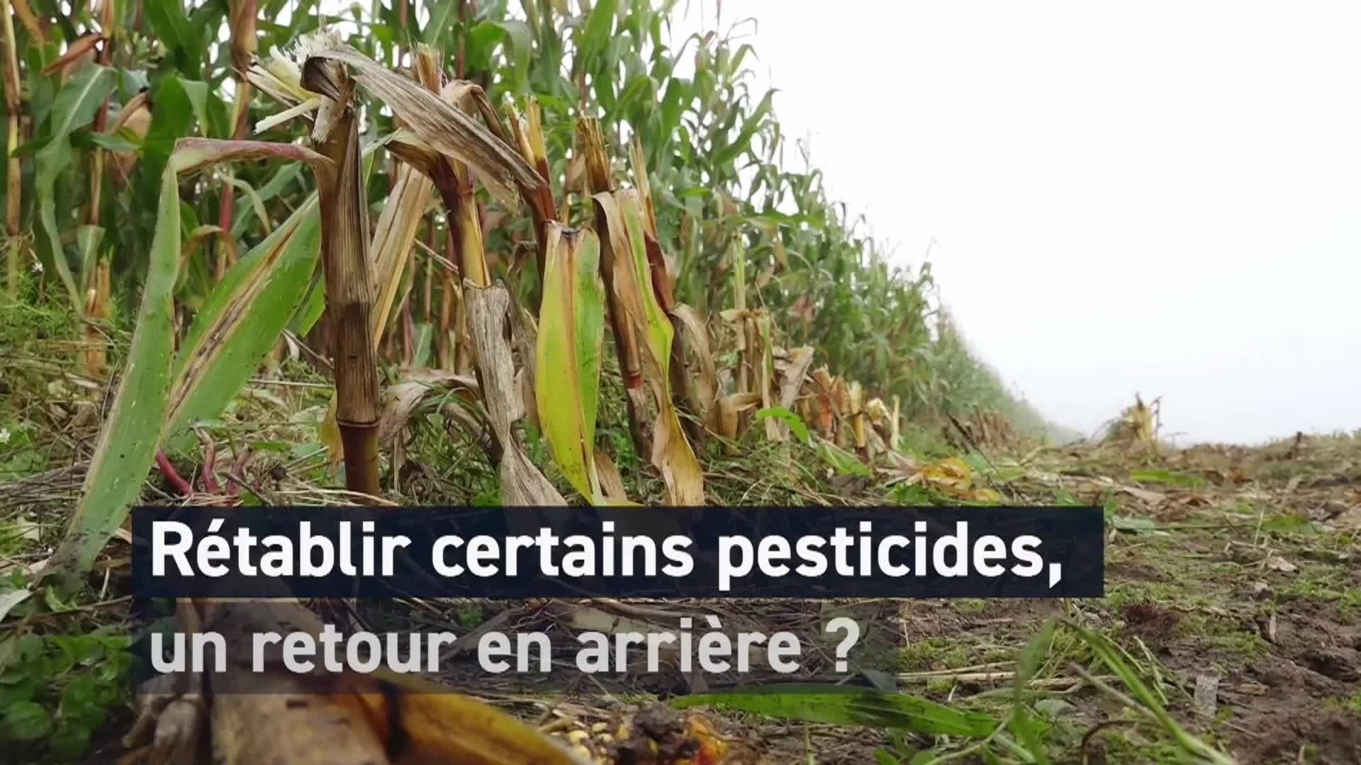 Malade des pesticides, cet ancien agriculteur témoigne, nouvelle fusillade à Rennes : T dans l'actu fait le tour de l'info en vidéo