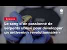 VIDEO. Le sang d'un passionné de serpents utilisé pour développer un antivenin « révolutionnaire »