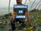 Courgette : 100 % de fructification assurée