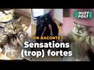 Cette tendance TikTok avec des chats n'est pas mignonne mais dangereuse, alerte un véto