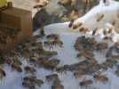 Un essaim de 10 000 abeilles en plein centre-ville de Dijon !