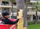 Un palmier recouvert de plus de 10.000 feuilles d'or 24 carats à Cannes