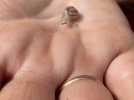 Marina Boutonnet élève des escargots dans l'Hérault