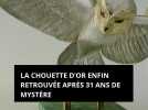 La Chouette d'or enfin retrouvée après 31 ans de mystère