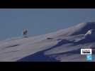 Le renard polaire fait son retour dans le Grand Nord