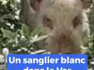 Un sanglier blanc apperçu à Trans-en-Provence