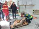 Dans l'Eure, un chien coincé depuis quatre jours entre deux murs sauvé par les pompiers