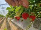 Top départ de la cueillette des fraises dans l'Oise