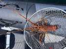 VIDÉO. Il pêche une langouste d'1,2 kg au large de Groix... à la canne à pêche !