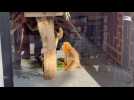 Goldene Affen bereichern Pairi Daiza