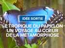 Le tropique du papillon, un voyage au coeur de la métamorphose.