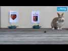 VIDÉO. Le Mans ou Boulogne en Ligue 2 : et si ce lapin avait raison ?