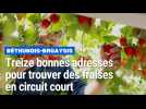 Treize bonnes adresses pour trouver des fraises en circuit ultra-court dans le secteur