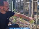Les pommiers et poiriers patrimoniaux du Jardin des plantes de Rouen