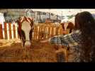Une ferme en plein centre ville du Mans
