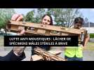 Lutte anti moustiques : Lâcher de spécimens mâles stériles à Brive. Première commune de France à faire ce test