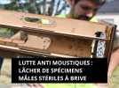 Lutte anti moustiques : Lâcher de spécimens mâles stériles à Brive. Première commune de France à faire ce test