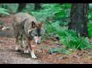 VIDÉO. Attaques de loups en Finistère : des élevages en danger