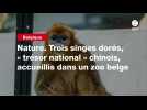 VIDEO. Nature. Trois singes dorés, « trésor national » chinois, accueillis dans un zoo belge