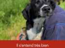 #adopteunanimal - Kyser, chiot de 8 mois,est à adopter à l'APA du Puy-de-Dôme