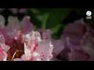 VIDÉO. En Mayenne, les Jardins des Renaudies sont en fleurs pour le printemps